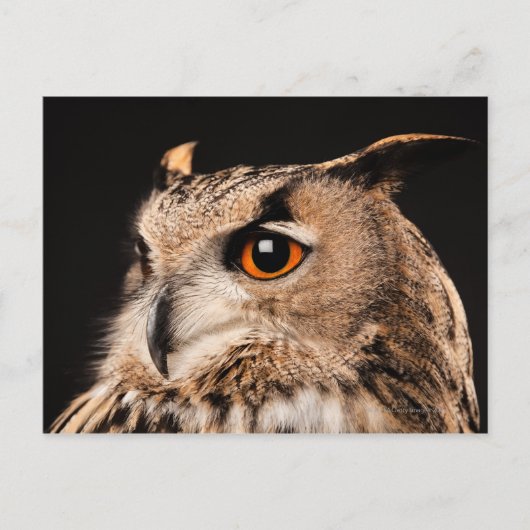 Eagle Owl Postkarte (Vorderseite)