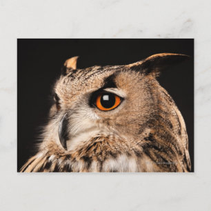 Eagle Owl Postkarte