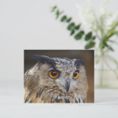 Eagle Owl Postkarte (Stehend Vorderseite)