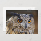 Eagle Owl Postkarte (Vorne/Hinten)