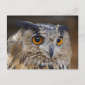 Eagle Owl Postkarte (Vorderseite)