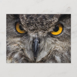 Eagle Owl Postkarte