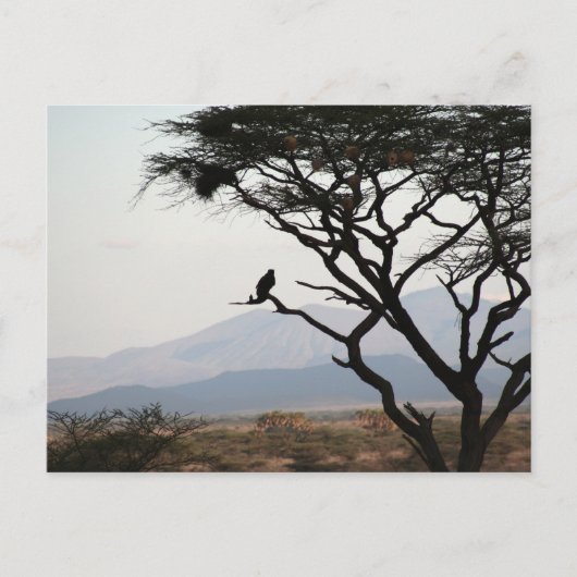 Eagle Owl Silhouette Postkarte (Vorderseite)