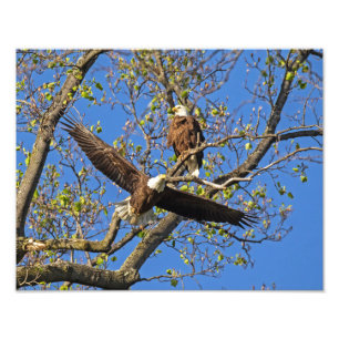 Eagle Pair Fotodruck
