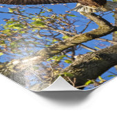 Eagle Pair Fotodruck (Ecke)