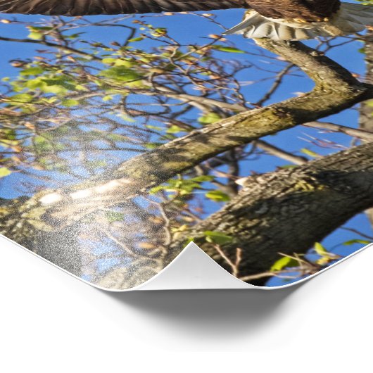 Eagle Pair Fotodruck (Ecke)