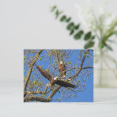 Eagle Pair Postkarte (Stehend Vorderseite)