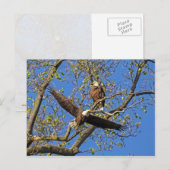 Eagle Pair Postkarte (Vorne/Hinten)