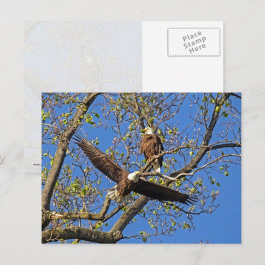 Eagle Pair Postkarte (Vorne/Hinten)