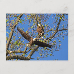 Eagle Pair Postkarte