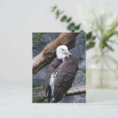 Eagle Perch Postcard Postkarte (Stehend Vorderseite)