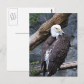 Eagle Perch Postcard Postkarte (Vorne/Hinten)