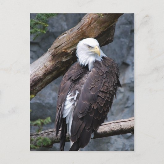 Eagle Perch Postcard Postkarte (Vorderseite)
