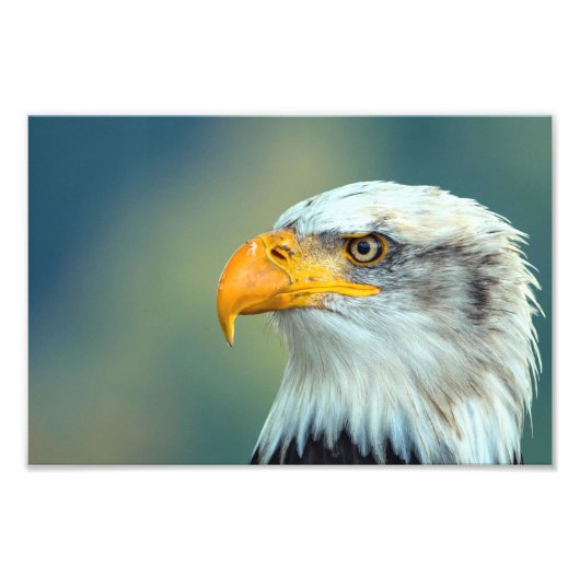 Eagle Picture Fotodruck (Vorne)
