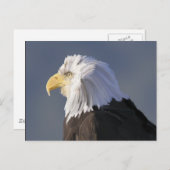 Eagle Postcard Postkarte (Vorne/Hinten)