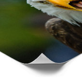 Eagle Poster (Ecke)