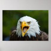 Eagle Poster (Vorne)