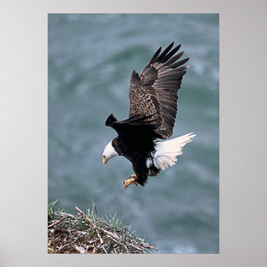 Eagle Poster (Vorne)