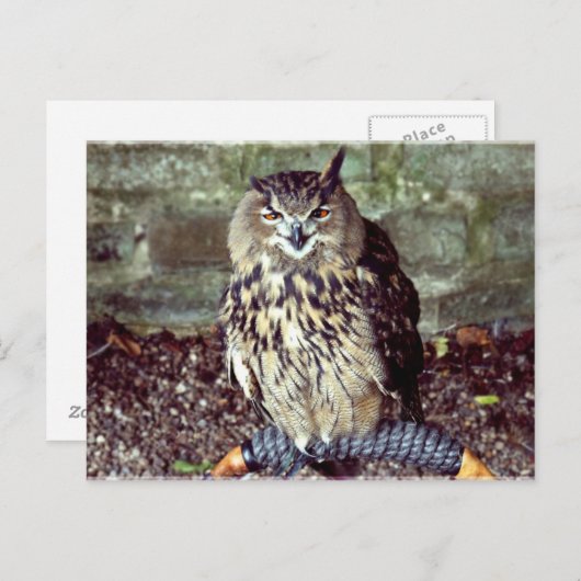 Eagle Postkarte (Vorne/Hinten)