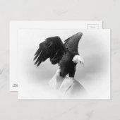 Eagle Postkarte (Vorne/Hinten)