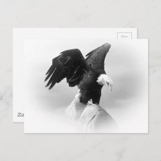 Eagle Postkarte (Vorne/Hinten)