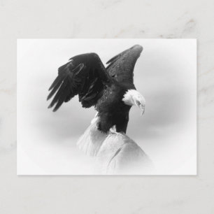 Eagle Postkarte