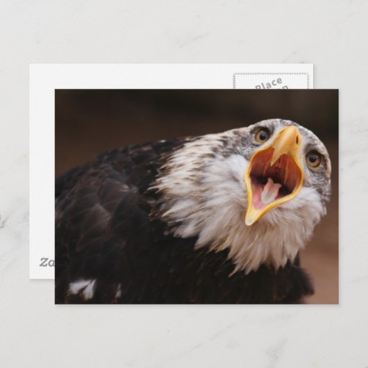 Eagle Postkarte (Vorne/Hinten)