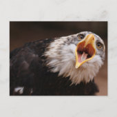 Eagle Postkarte (Vorderseite)