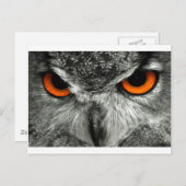 Eagle Postkarte (Vorne/Hinten)