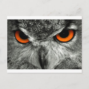 Eagle Postkarte
