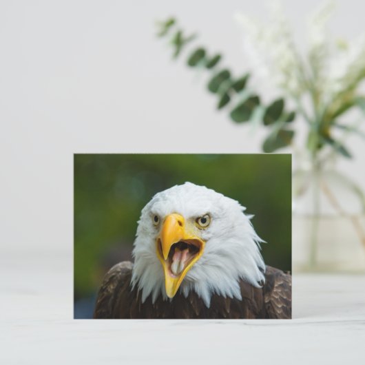 Eagle Postkarte (Stehend Vorderseite)