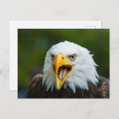 Eagle Postkarte (Vorne/Hinten)
