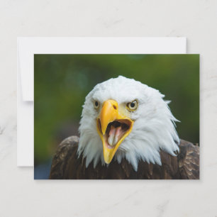 Eagle Postkarte