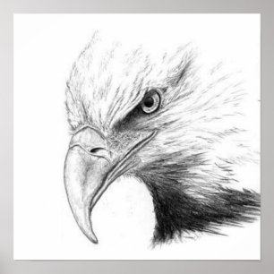 EAGLE SKETCH POSTER