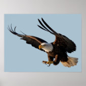 Eagle Swoopdown Poster (Vorne)