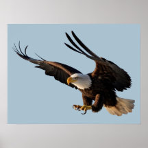 Eagle Swoopdown Poster