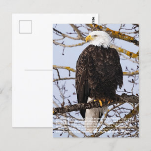 Eagle Symbolismus Postkarte