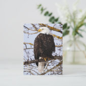 Eagle Symbolismus Postkarte (Stehend Vorderseite)