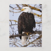 Eagle Symbolismus Postkarte (Vorderseite)