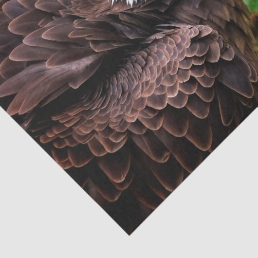 Eagle Tissue Paper Seidenpapier (Ausschnitt)