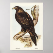 Eagle von Elizabeth Gould Poster (Vorne)