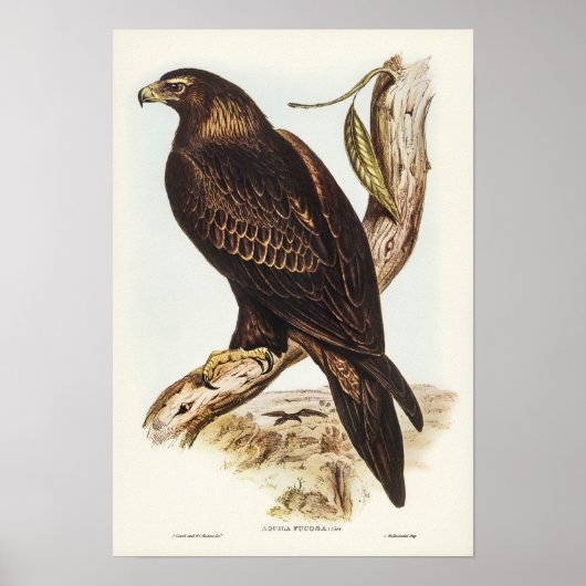 Eagle von Elizabeth Gould Poster (Vorne)