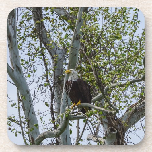 Eagle Watch out Getränkeuntersetzer (Vorderseite)