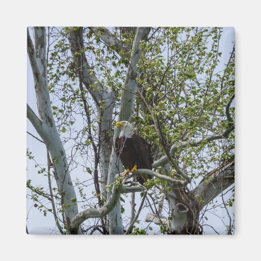 Eagle Watch out Magnet (Vorne)