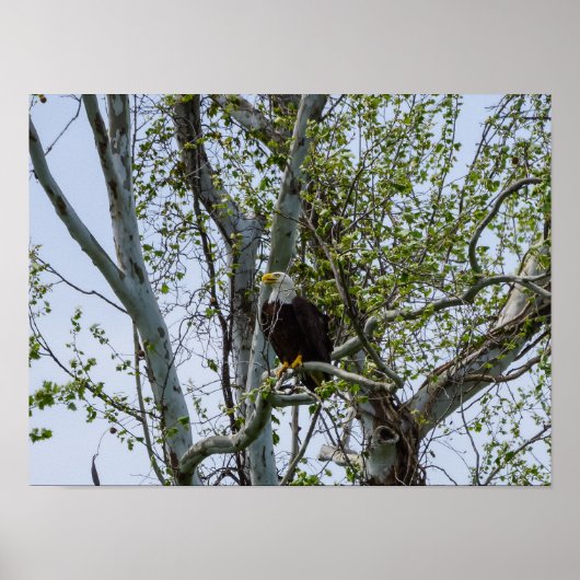 Eagle Watch out Poster (Vorne)