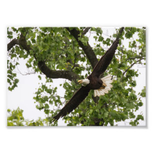 Eagle Wingspan Fotodruck