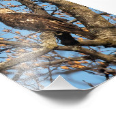 Eagle Youngster Fotodruck (Ecke)