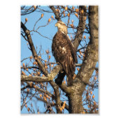 Eagle Youngster Fotodruck (Vorne)