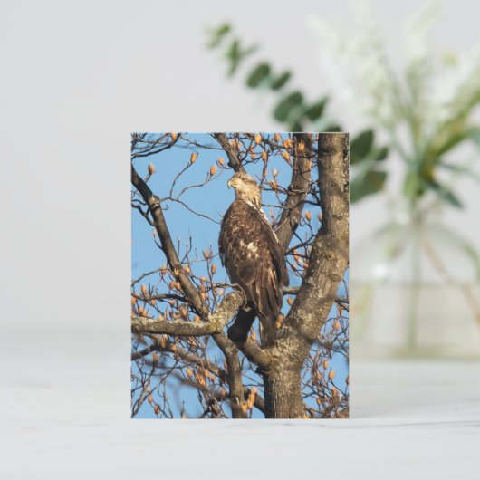 Eagle Youngster Postkarte (Stehend Vorderseite)