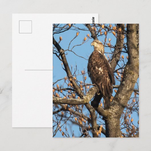 Eagle Youngster Postkarte (Vorne/Hinten)
